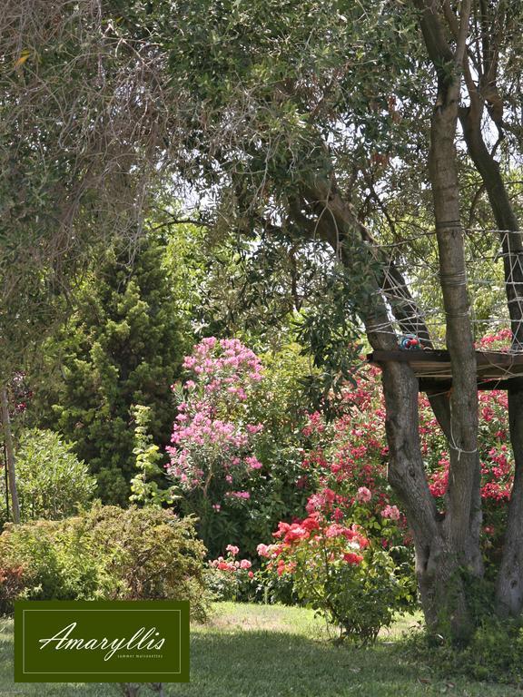 Amaryllis Summer Maisonettes Possidi Room photo